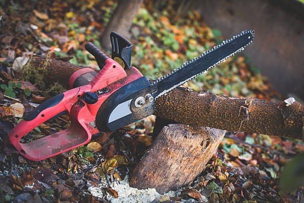 Lawn Renovation and Restoration in Logan, NM